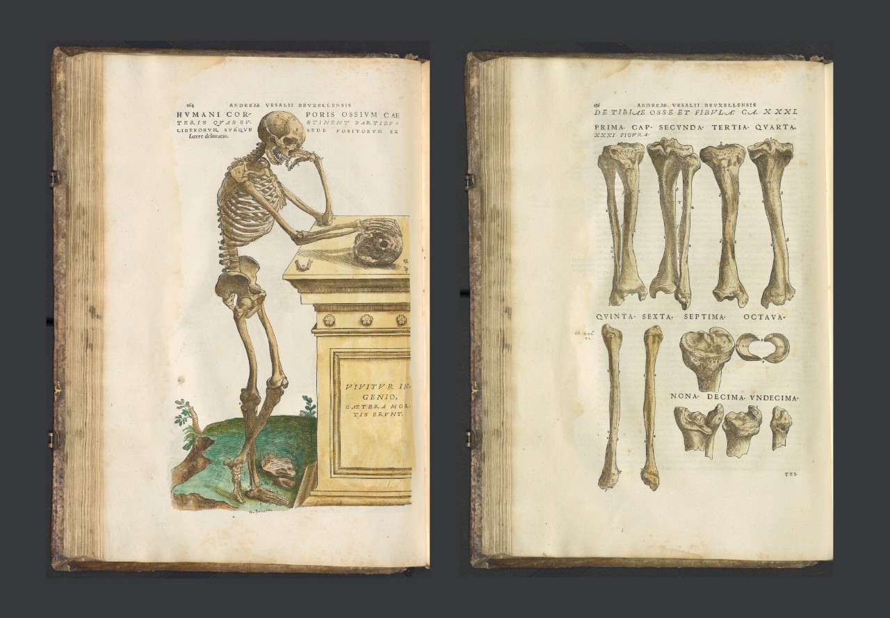 Two pages of a book featuring illustrations of a skeleton and bones