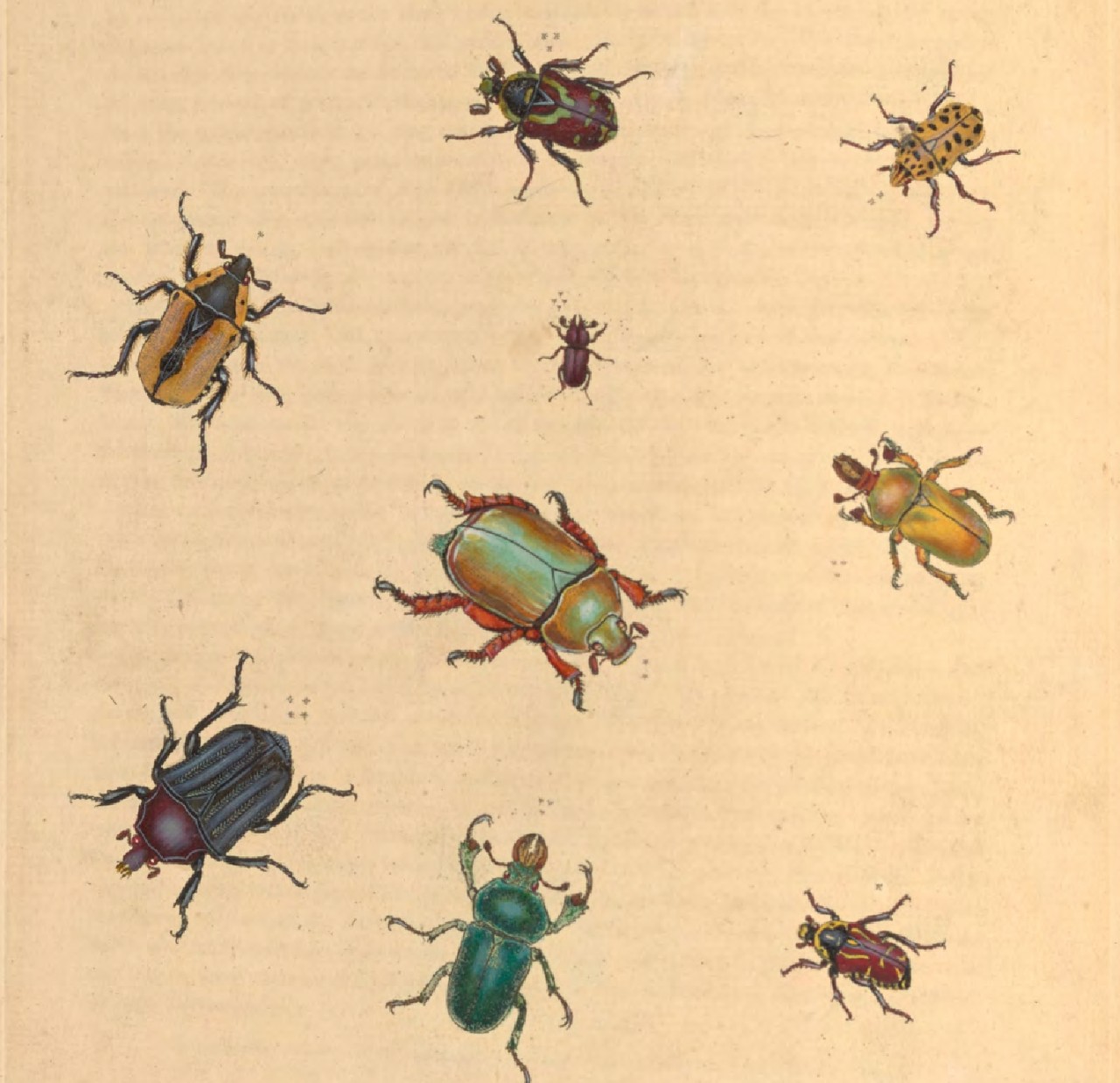 An epitome of the natural history of the insects of New Holland, New Zealand, New Guinea, Otaheite, and other islands in the Indian, Southern, and Pacific Oceans, p. 16  - Call number: Ferguson 408