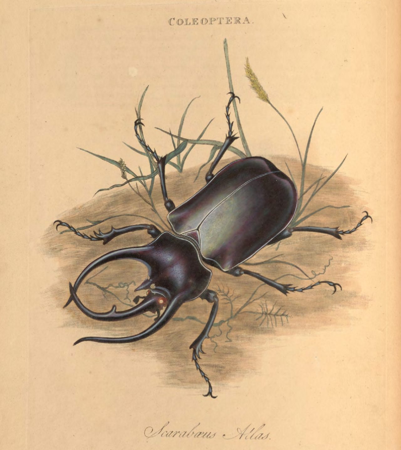 An epitome of the natural history of the insects of India, and the islands in the Indian Seas, p. 12 - Call number: RB 4700.110