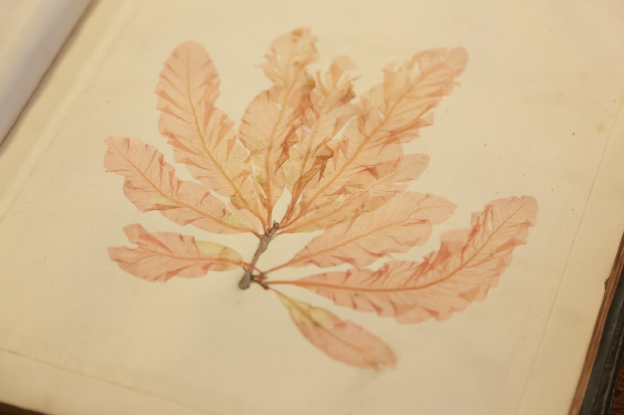 An open book with a pinkish pressed seaweed inside. 