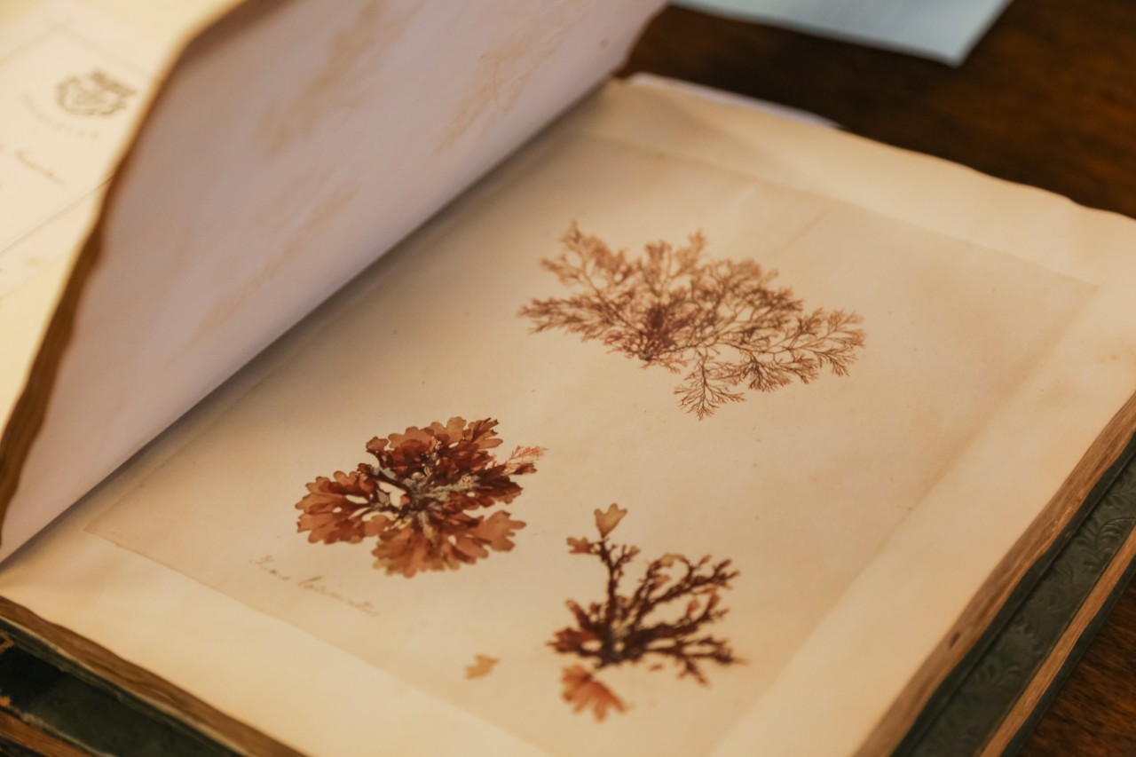 Close up of an open book spread with three pressed seaweeds